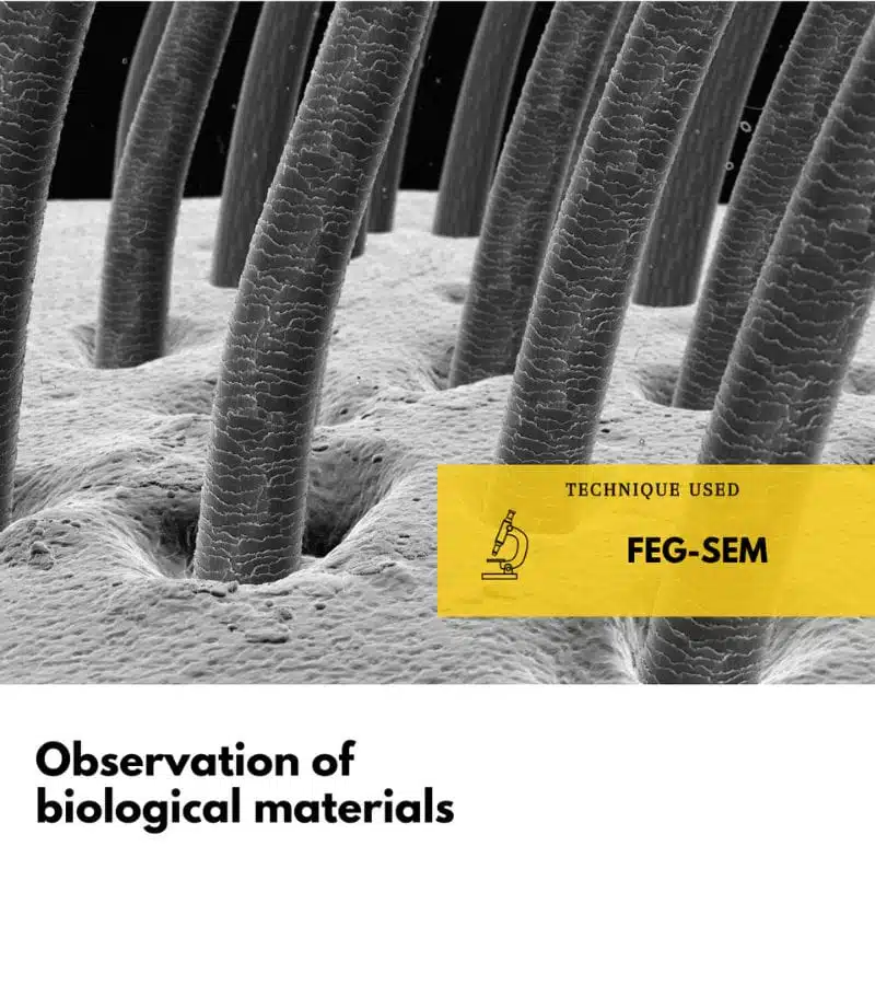 Toutes les images sur les pages – Observation of biological mate